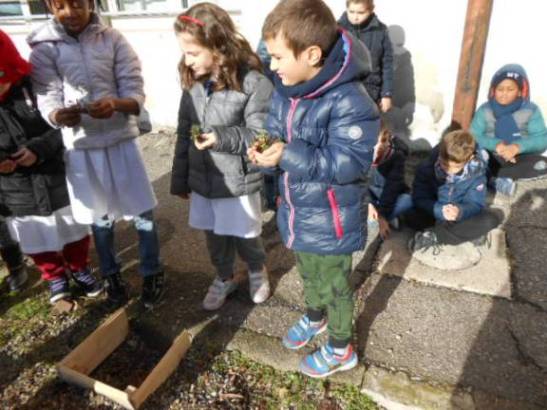 Distribuzione delle piantine.