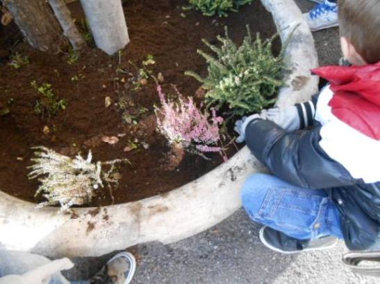 Le eriche di diversi colori.