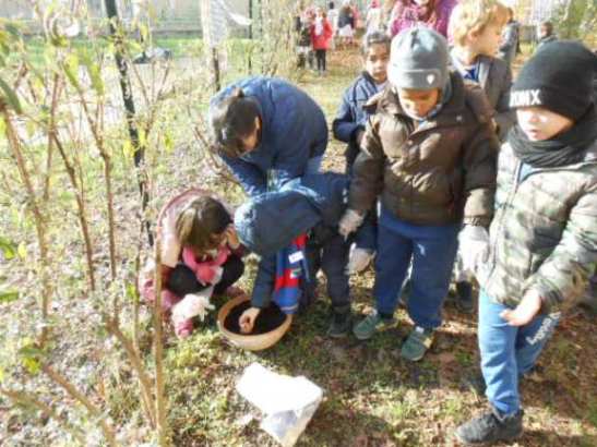 Gli alunni sistemano i bulbi nel terriccio.