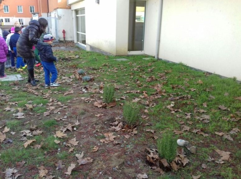 I rosmarini allineati