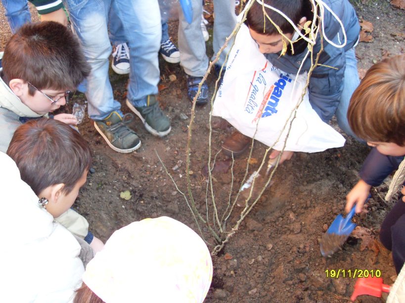 Gli alunni trapiantano il nocciolo.