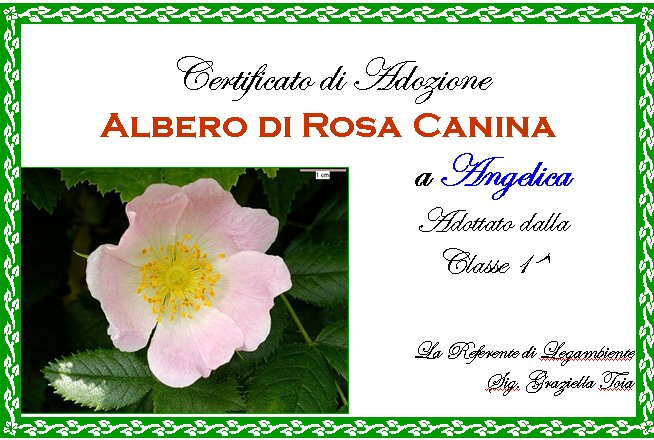 Attestato di adozione da parte della classe Prima della rosa canina.