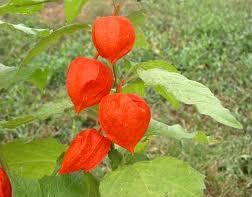 Alchechengi Alchechengi