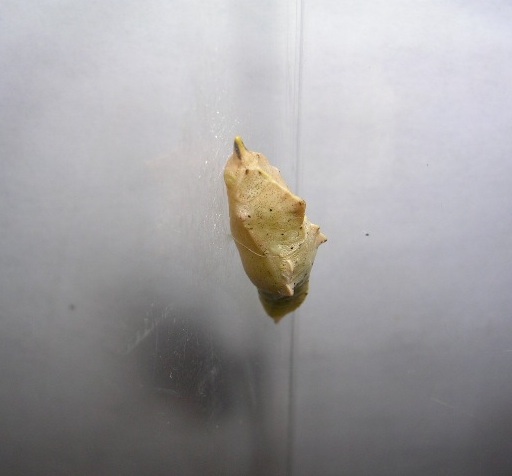Crisalide di farfalla cavolaia Crisalide di farfalla cavolaia