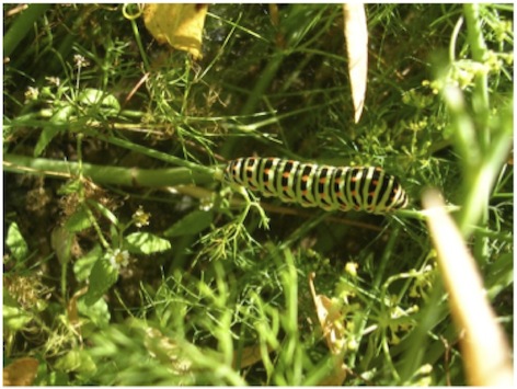 Bruco di farfalla macaone Bruco di farfalla macaone