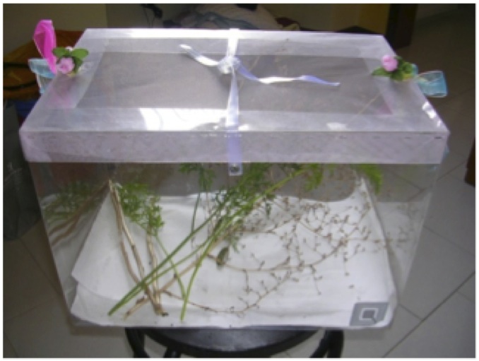 L'habitat ricreato per i bruchi L'habitat ricreato per i bruchi