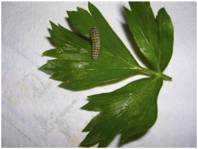 L'habitat ricreato per i bruchi L'habitat ricreato per i bruchi