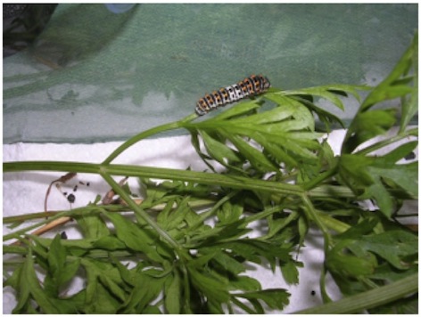 L'habitat ricreato per i bruchi L'habitat ricreato per i bruchi