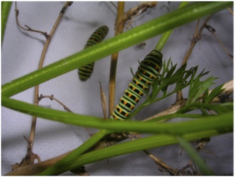 L'habitat ricreato per i bruchi L'habitat ricreato per i bruchi