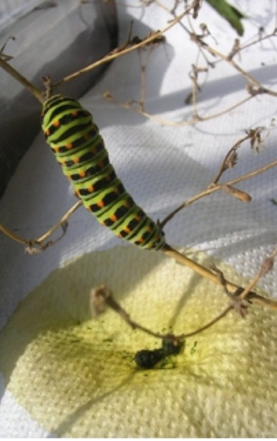 Il macaone si prepara per la trasformazione Il macaone si prepara per la trasformazione