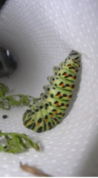 Si ancora saldamente ad un supporto Si ancora saldamente ad un supporto