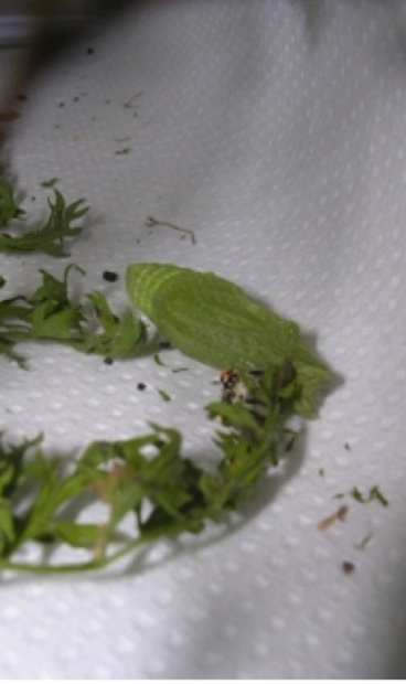 E si trasforma in pupa E si trasforma in pupa