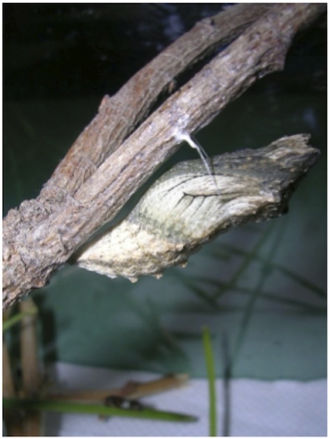 La crisalide La crisalide