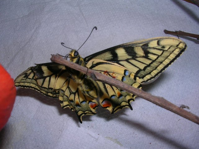 Il macaone visto da sotto Il macaone visto da sotto