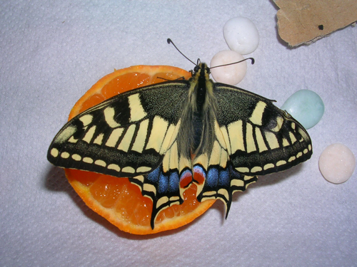 La farfalla macaone si nutre di un'arancia La farfalla macaone si nutre di un'arancia