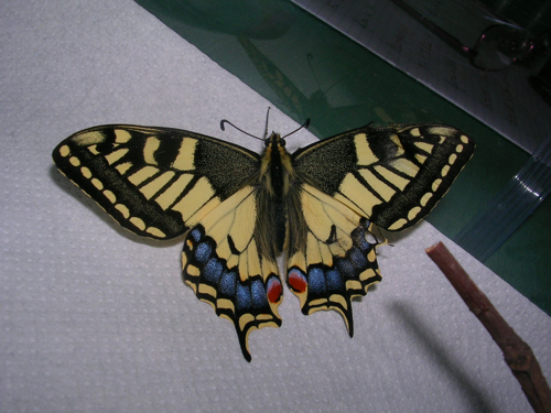 La farfalla-macaone La farfalla-macaone