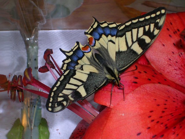 Lepidottero sopra ad un lillium Lepidottero sopra ad un lillium