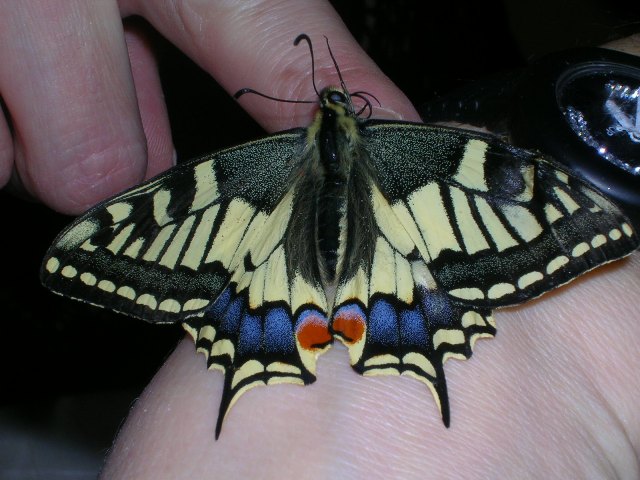 Lepidottero su una mano Lepidottero su una mano