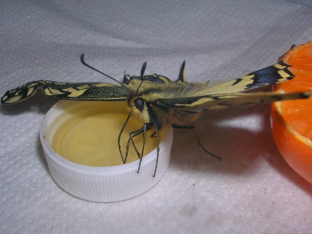 Tappo con miele Tappo con miele