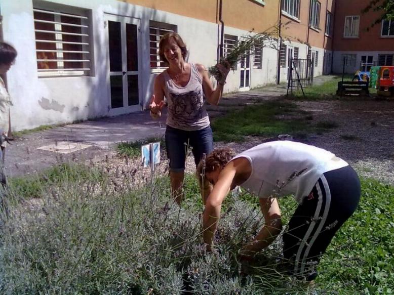 Si recidono le sommità di lavanda fiorite Si recidono le sommità di lavanda fiorite