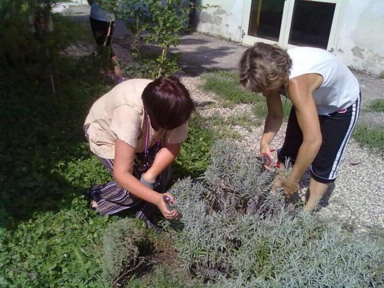 Si potano i cespugli Si potano i cespugli