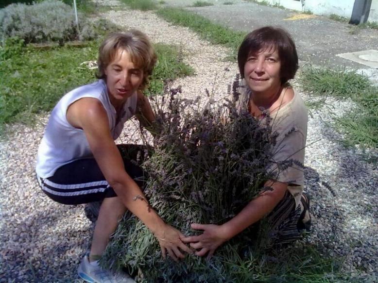 Fascina della lavanda raccolta Fascina della lavanda raccolta