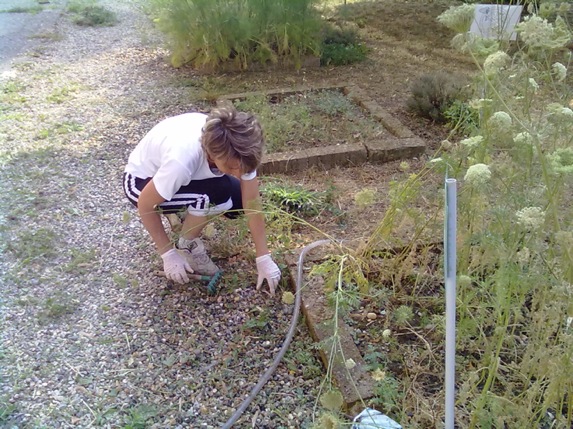 La maestra libera il terreno dalle erbe infestanti. La maestra libera il terreno dalle erbe infestanti.