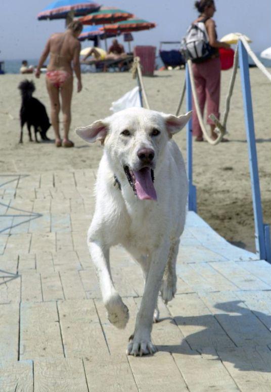 Cane in spiaggia