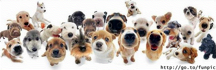 Cagnolini e cagnoloni