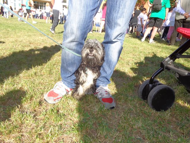 Ci sono anch'io: Castagna (cane)