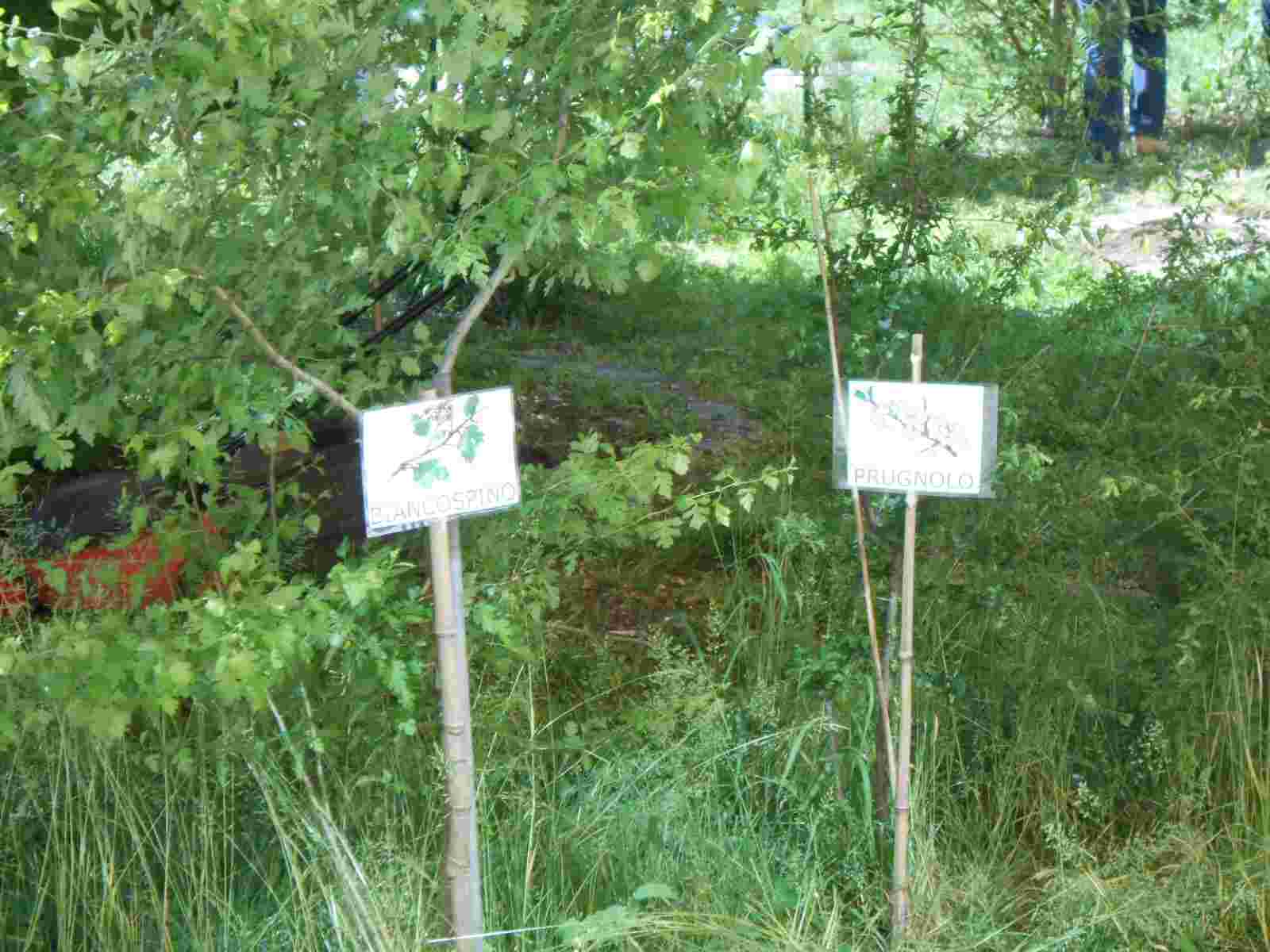 I cartelli esplicativi indicano una pianta di biancospino ed un prugnolo.