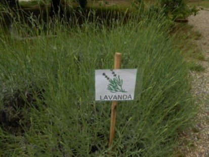 Un cespuglio di lavanda prossimo alla fioritura.