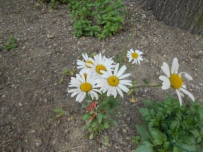 Margherite di campo.