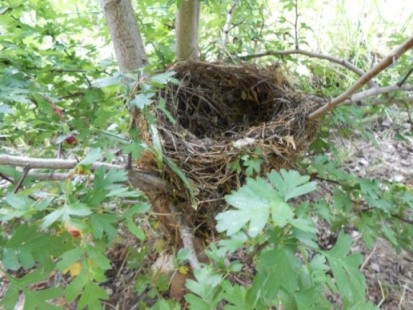 Tra i rami del biancospino, un nido disabitato.
