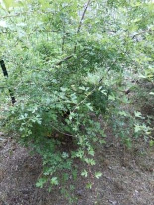 Un cespuglio di biancospino.