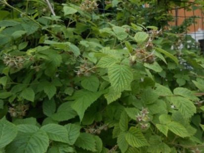 Le piante dei lamponi sono cariche di piccoli frutti.