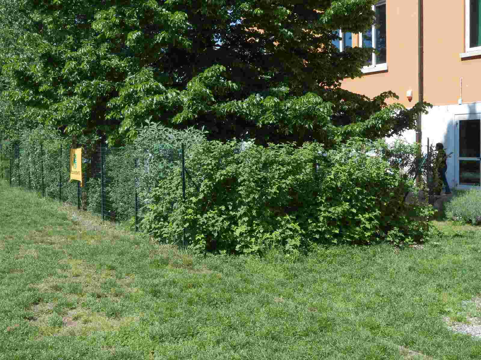 Una siepe di lamponi.