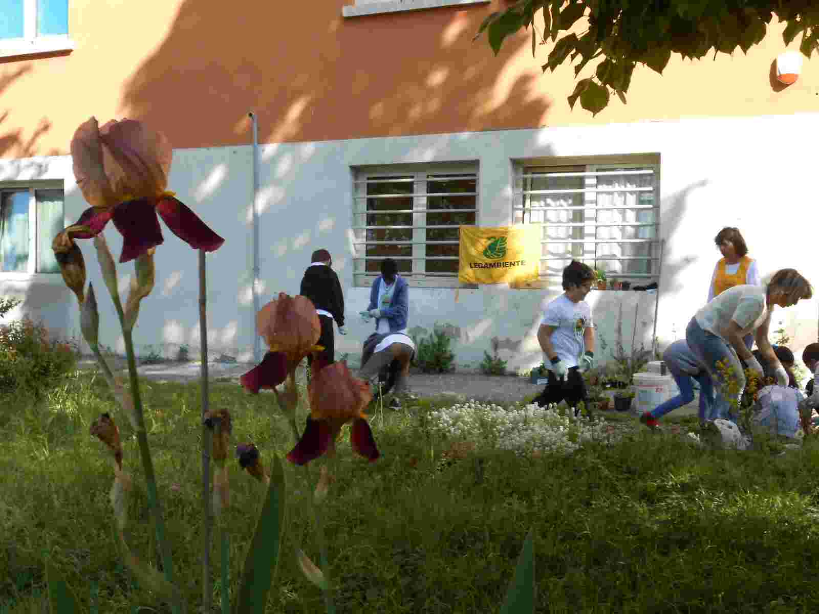 In primo piano, l'iris selvatico fiorito.