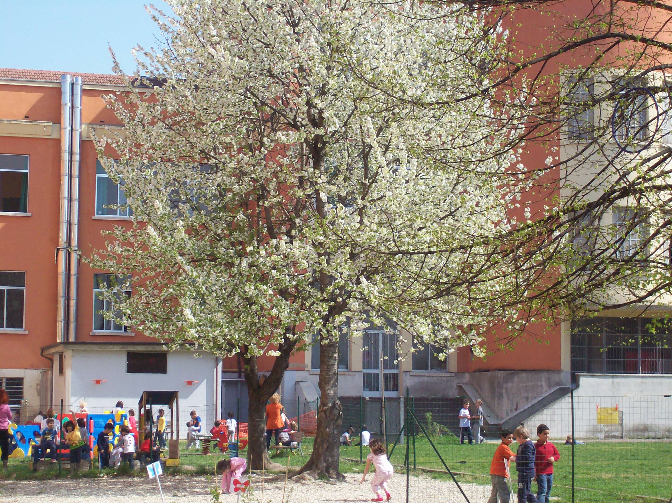 I ciliegi selvatici fioriti in primavera